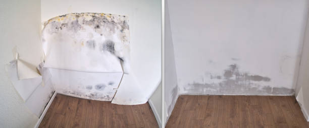 Best Carpet water damage restoration  in West Fargo, ND